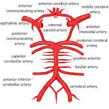 Took bp and was normal, shouldnt it be high? carotid artery throbbing neck. Abnormalities Of The Head And Neck Arteries Cerebrovascular Abnormalities Children S Wisconsin