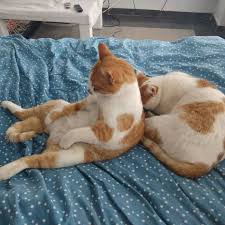Sirtini Kardesine Yaslayan Koca Yurekli Asi Cats Of World Cats Cat Kedi Kedicikler Kediler Kedim Catloversclub Animal In 2020 Animal Lover Animals Cats