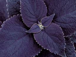 Image result for Coleus sylvestris