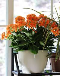 Kalanchoe Blossfeldiana With Orange Flowers Plant Photography By Http Www Plantandflowerinfo Com Kalanchoe Blossfeldiana Kalanchoe Flowers Indoor Flowers