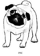 Husky Dog Coloring Pages Dog And Pug Coloring Book Dog Picture Book Child Activity Book Animal Coloring Books Dog Coloring Page Pugs