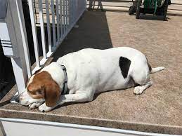 Dog proof mry deck railing from scestching ip. Pet Friendly Decking Pets Can Enjoy Your Vinyl Deck As Much As You Do