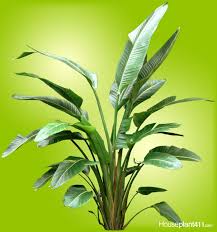 Bird Of Paradise Plant Leaves Curling Up How To Grow A Bird Of Paradise Plant Care Guide Houseplant 411 Birds Of Paradise Plant Paradise Plant Birds Of Paradise Flower