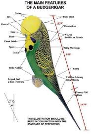 About Breeding Genetics United Budgerigar Society Inc