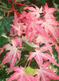 From wikipedia, the free encyclopedia. Variegated Acers Variegated Acer Palmatum Paramount Plants