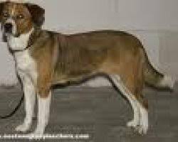 Ik ga voor karakter en gezondheid. Oostenrijkse Pinscher Hondencentrum
