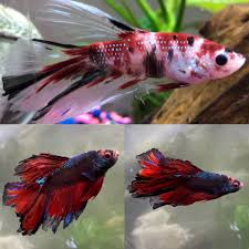 The Evolution Of My 2 Year Old Koi Betta Bottom Pics Are His Current Colors Bettafish