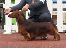 Standard Dachshund Size Goldenacresdogs Com