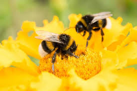 Bi̇r zamanlar çukurova konusu bir zamanlar çukurova, aşkın sınırsız, kavganın ölümüne, umudun inadına yaşandığı çukurova'da ihtiras ve zorbalık sınavlarından geçen bir aşkın. Bm Den Acil Eylem Cagrisi Hayvanlar Ve Bitkileri Katledersek Insanlar Da Yok Olur Independent Turkce
