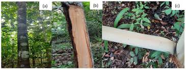 Image result for Girardinia bullosa