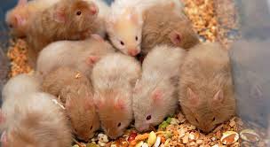 Syrian Hamster Litter Silver Mink And Silver Copper Aa
