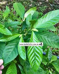 Image result for Psychotria auxopoda