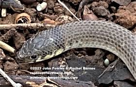 Image result for Sporobolus molleri