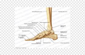 The talus is the highest foot bone. Finger Foot Talus Bone Human Leg Collum Angle Hand Foot Png Pngwing
