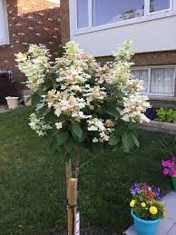 Also known as bigleaf hydrangea, this species grows to around 6 to 10 feet tall and wide and has leaves that reach around 6 inches long.; Pinky Winky Hydrangea Tree Starting To Turn From White To Pink Fragrant Too Hydrangea Tree Front Flower Bed Pinky Winky Hydrangea Tree