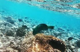 Milioane de organisme mici au compus această minune a naturii ce face parte din patrimoniul mondial unesco încă din 1981. Marea BarierÄ De Corali Din Australia In Stare CriticÄ