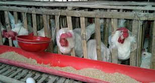 Download Poultry Farm Owners In Eastern Up Losing A Rupee On Each Egg They Produce