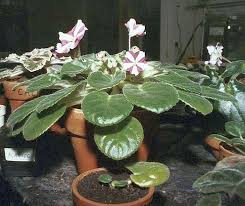 Check spelling or type a new query. Chimera African Violets What Are They How Do I Cultivate Them
