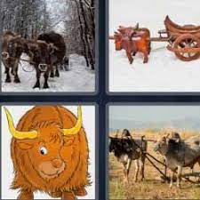 4 Fotos 1 Palabra Bisonte O Bufalos 4 Fotos 1 Palabra Fotos Bisontes