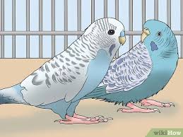 تسلية ببغائك أو أي طائر آخر Wikihow
