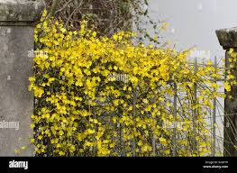 Image result for Jasminum nudiflorum