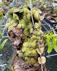 Image result for Dipcadi rigidifolium