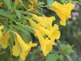 Check spelling or type a new query. 11 Yellow Flowers That Start With Y
