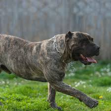 Maybe you would like to learn more about one of these? Perro De Presa Canario Full Profile History And Care