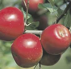 Experts cite favorite trees