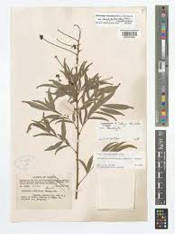 Image result for Centemopsis filiformis