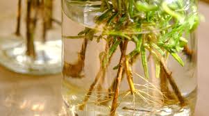 Image result for rosemary cuttings
