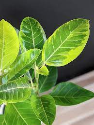 How To Care For The Stunning Variegated Ficus Altissima Yellow Gem