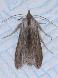 Image result for Cucullia umbratica