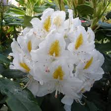 Rhododendron Madame Masson Buy Madame Masson Rhododendrons Millais Nurseries