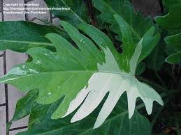 Pin On Philodendron Plants