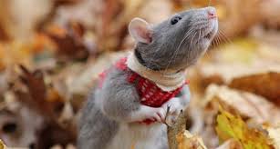 The one exception to this general rule is — as already. Dumbo Rats The Differences And Similarities To Know Before You Adopt Ratcentral