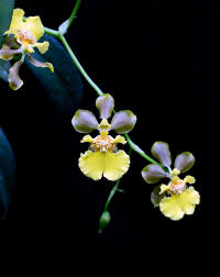 Image result for Ozoroa longipes