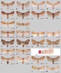 Image result for Cenchrus trachyphyllus