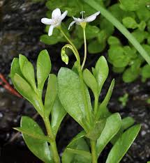 Image result for Montia