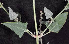 Image result for Atriplex