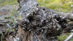 Check us out on facebook and google to see why our customers choose universal pest for their home needs. 17 Termite Information Ideas Termites Termite Control Pests