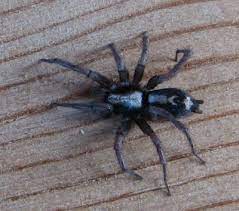 Common orb weaver spider with 4 white spots. Spiders In Colorado