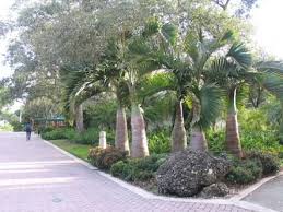 In mathematics, a minimum bottleneck spanning tree (mbst) in an undirected graph is a spanning tree in which the most expensive edge is as cheap as possible. Pin On Gardening Tropical