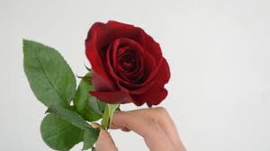Giving someone flowers is a sweet gesture but if you don't know how to care for them, that sweet gesture won't last more than a few days. How To Keep Roses Fresh 13 Steps With Pictures Wikihow