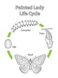 Maybe you would like to learn more about one of these? Life Cycle Of A Painted Lady Butterfly Coloring Page Free Printable Coloring Pages Butterfly Coloring Page Life Cycles Butterfly Life Cycle