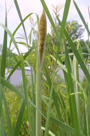 Image result for Typhaceae