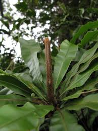 Image result for Oleandra