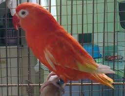 Temukan gambar lovebird menakjubkan kualitas hd gratis! 43 Harga Burung Labet Warna Biru Terbaru Burung Jalak