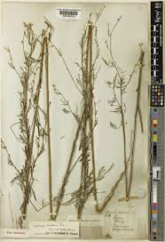 Image result for Tephrosia linearis