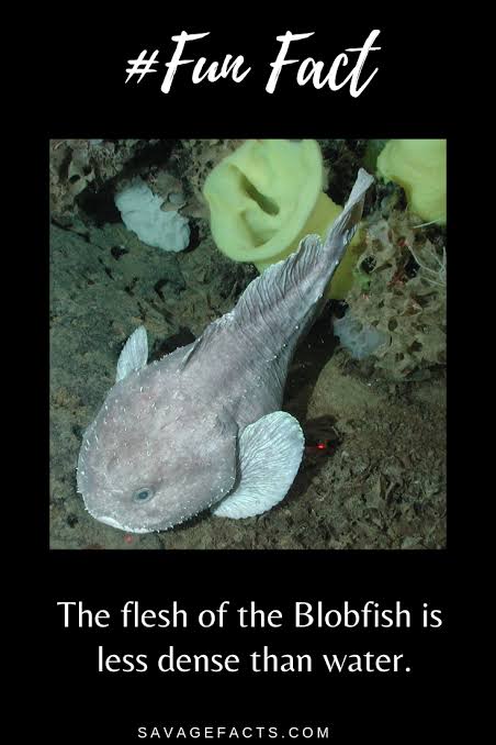 Blubber Fish